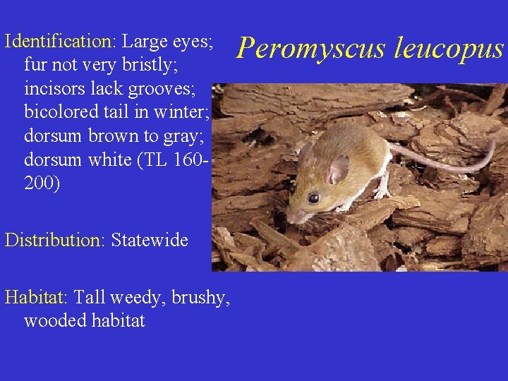 Identification: Large eyes; fur not very bristly; incisors lack grooves; bicolored tail in winter; Identification: Large eyes; fur not very bristly; incisors lack grooves; bicolored tail in winter;