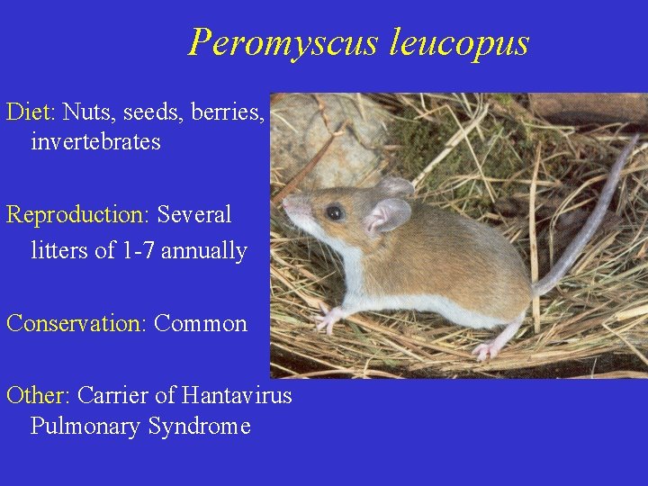 Peromyscus leucopus Diet: Nuts, seeds, berries, invertebrates Reproduction: Several litters of 1 -7 annually Peromyscus leucopus Diet: Nuts, seeds, berries, invertebrates Reproduction: Several litters of 1 -7 annually