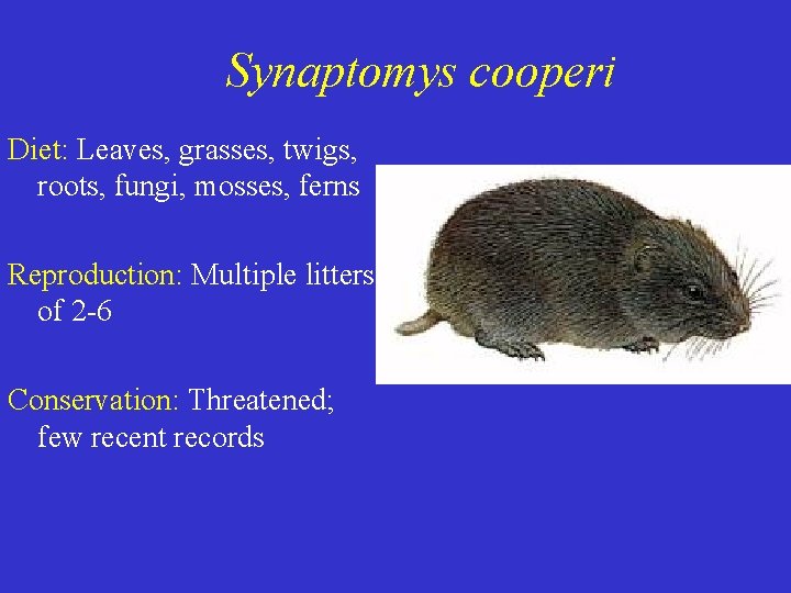 Synaptomys cooperi Diet: Leaves, grasses, twigs, roots, fungi, mosses, ferns Reproduction: Multiple litters of Synaptomys cooperi Diet: Leaves, grasses, twigs, roots, fungi, mosses, ferns Reproduction: Multiple litters of