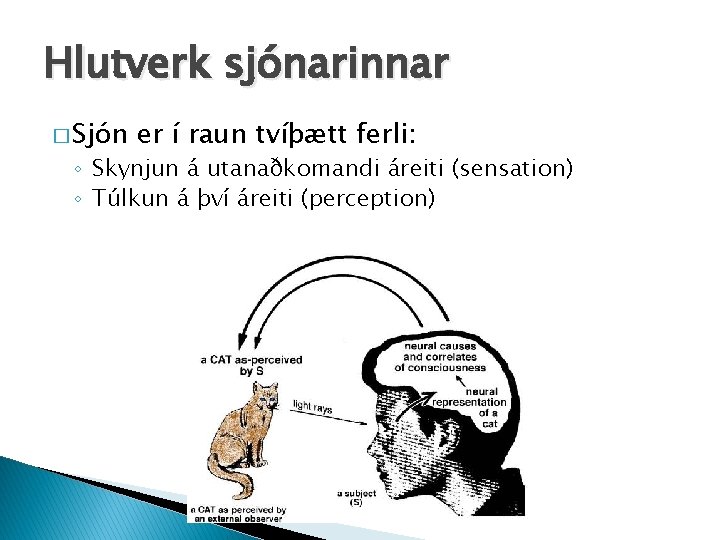 Hlutverk sjónarinnar � Sjón er í raun tvíþætt ferli: ◦ Skynjun á utanaðkomandi áreiti