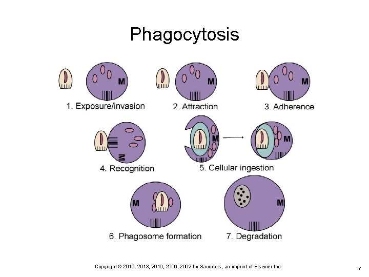 Phagocytosis Copyright © 2016, 2013, 2010, 2006, 2002 by Saunders, an imprint of Elsevier