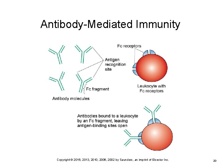 Antibody-Mediated Immunity Copyright © 2016, 2013, 2010, 2006, 2002 by Saunders, an imprint of