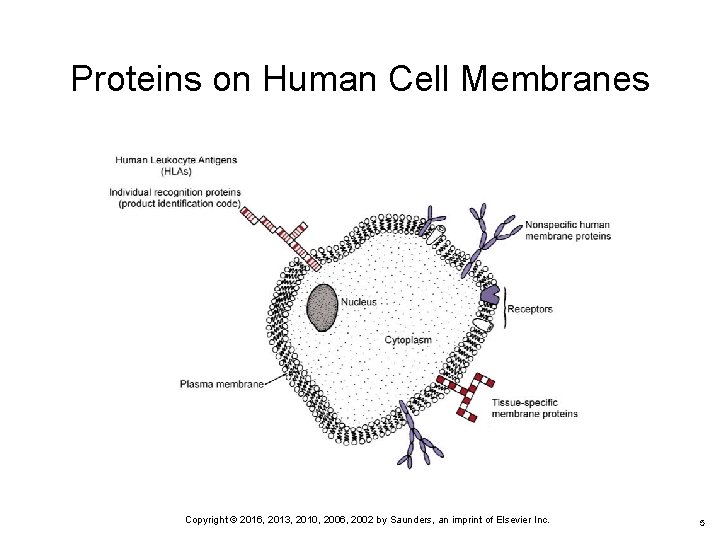 Proteins on Human Cell Membranes Copyright © 2016, 2013, 2010, 2006, 2002 by Saunders,