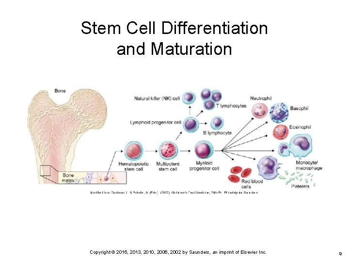 Stem Cell Differentiation and Maturation Copyright © 2016, 2013, 2010, 2006, 2002 by Saunders,