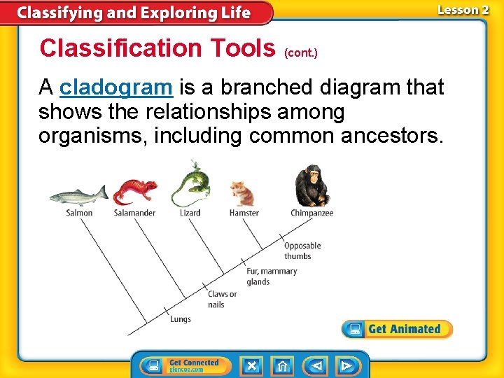 Classification Tools (cont. ) A cladogram is a branched diagram that shows the relationships