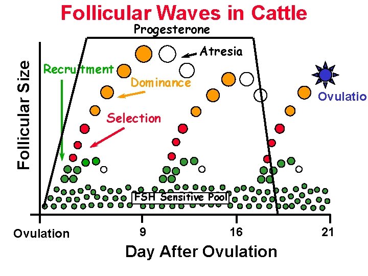 Follicular Waves in Cattle Progesterone Follicular Size Atresia Recruitment Dominance Ovulation Selection FSH Sensitive