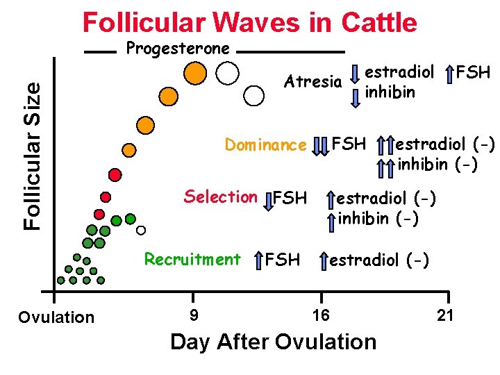 Follicular Waves in Cattle Follicular Size Progesterone Atresia Ovulation FSH Dominance Selection FSH Recruitment