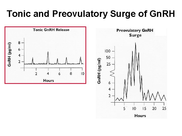 Tonic and Preovulatory Surge of Gn. RH 