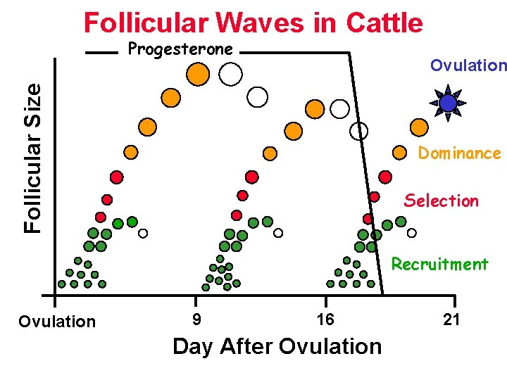 Follicular Waves in Cattle Progesterone Follicular Size Ovulation Dominance Selection Recruitment Ovulation 9 16
