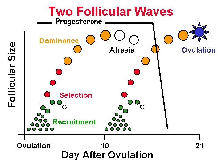 Two Follicular Waves Follicular Size Progesterone Dominance Atresia Ovulation Selection Recruitment Ovulation 10 Day