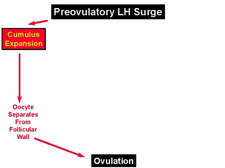 Preovulatory LH Surge Cumulus Expansion Oocyte Separates From Follicular Wall Ovulation 