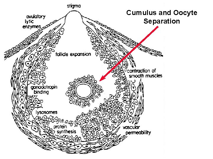 Cumulus and Oocyte Separation 