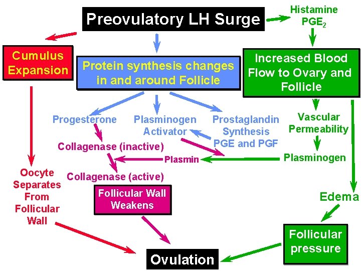 Preovulatory LH Surge Cumulus Expansion Protein synthesis changes in and around Follicle Plasminogen Activator