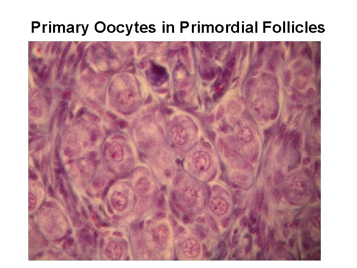 Primary Oocytes in Primordial Follicles 