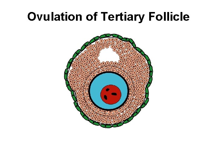 Ovulation of Tertiary Follicle 