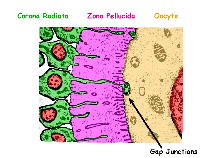 Corona Radiata Zona Pellucida Oocyte Gap Junctions 