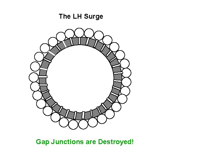The LH Surge Gap Junctions are Destroyed! 