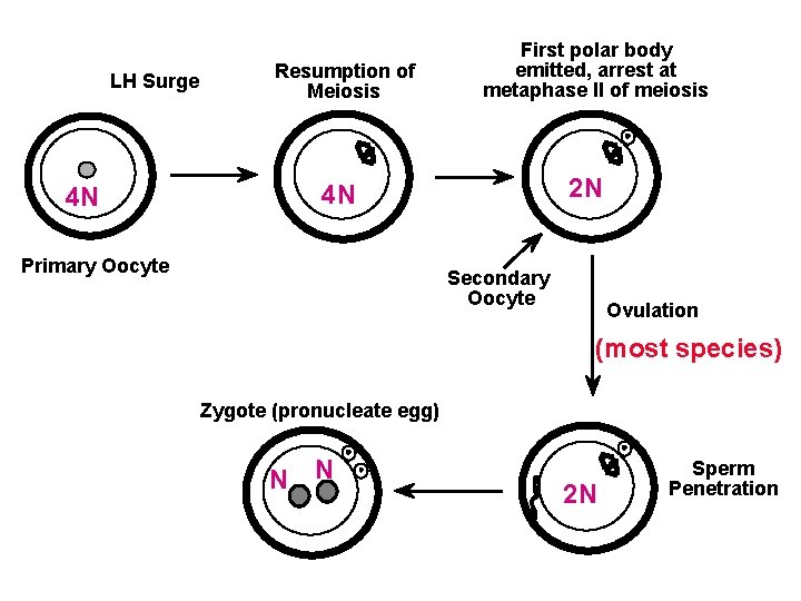 LH Surge 4 N Resumption of Meiosis First polar body emitted, arrest at metaphase