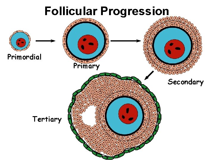 Follicular Progression Primordial Primary Secondary Tertiary 