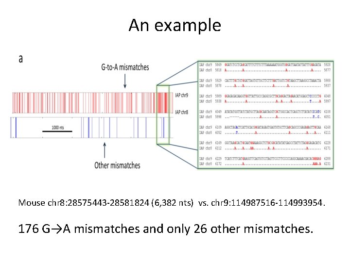 An example Mouse chr 8: 28575443 -28581824 (6, 382 nts) vs. chr 9: 114987516