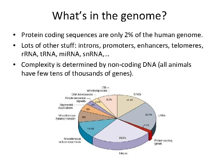 What’s in the genome? • Protein coding sequences are only 2% of the human