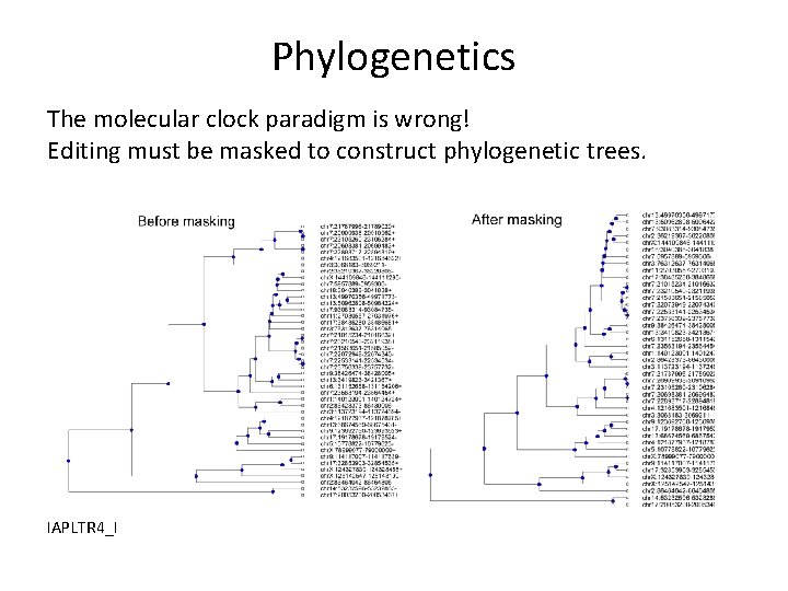 Phylogenetics The molecular clock paradigm is wrong! Editing must be masked to construct phylogenetic