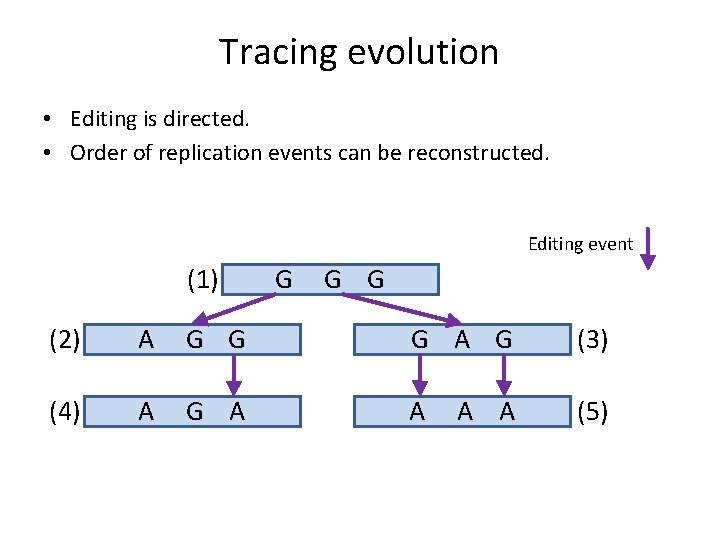 Tracing evolution • Editing is directed. • Order of replication events can be reconstructed.