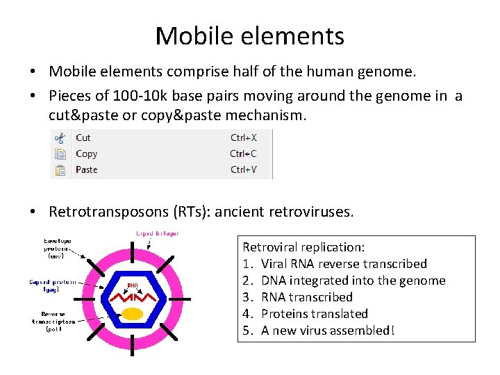Mobile elements • Mobile elements comprise half of the human genome. • Pieces of