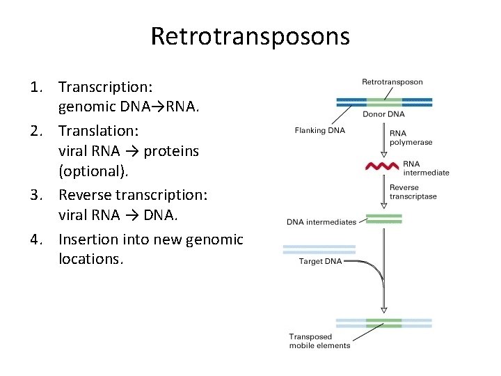 Retrotransposons 1. Transcription: genomic DNA→RNA. 2. Translation: viral RNA → proteins (optional). 3. Reverse