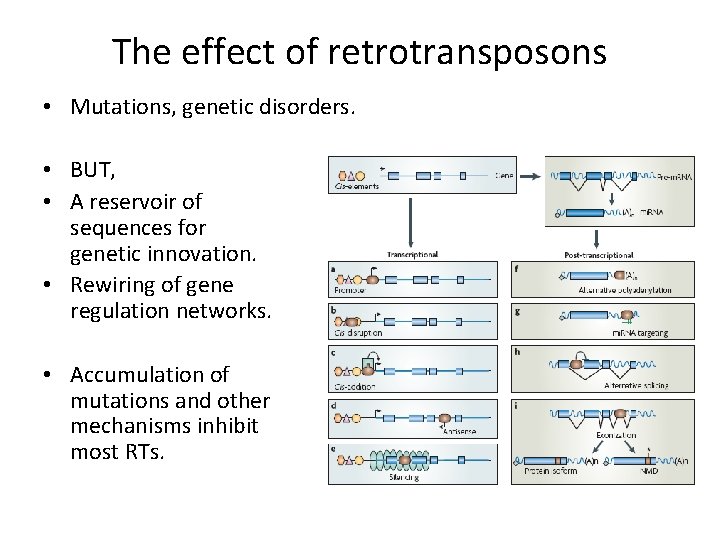 The effect of retrotransposons • Mutations, genetic disorders. • BUT, • A reservoir of