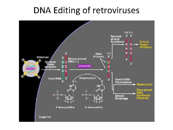 DNA Editing of retroviruses 