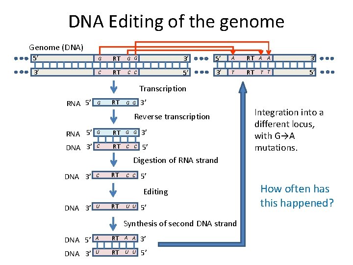 DNA Editing of the genome Genome (DNA) 5’ G RT G G 3’ 5’