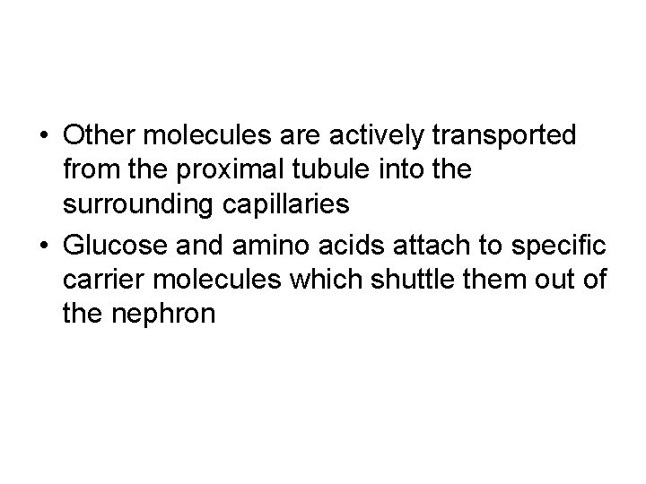  • Other molecules are actively transported from the proximal tubule into the surrounding