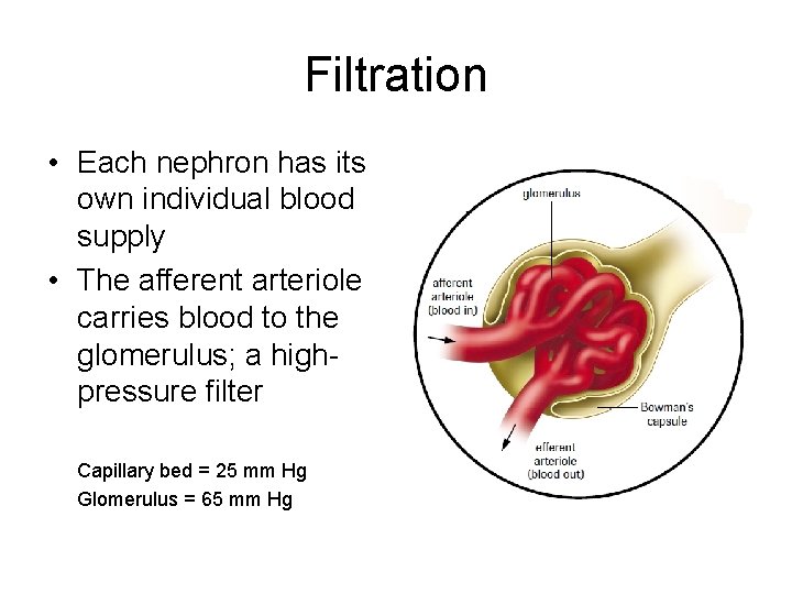 Filtration • Each nephron has its own individual blood supply • The afferent arteriole