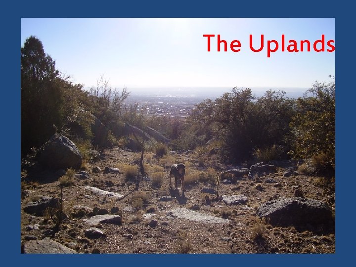 The Uplands 