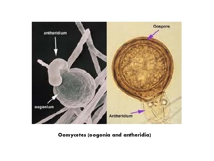Oomycetes (oogonia and antheridia) 