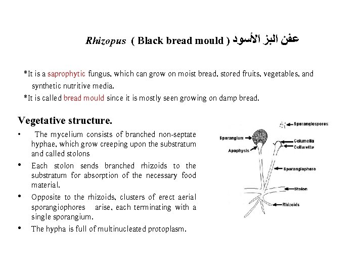 Rhizopus ( Black bread mould ) ﻋﻔﻦ ﺍﻟﺑﺰ ﺍﻷﺴﻮﺩ *It is a saprophytic fungus,