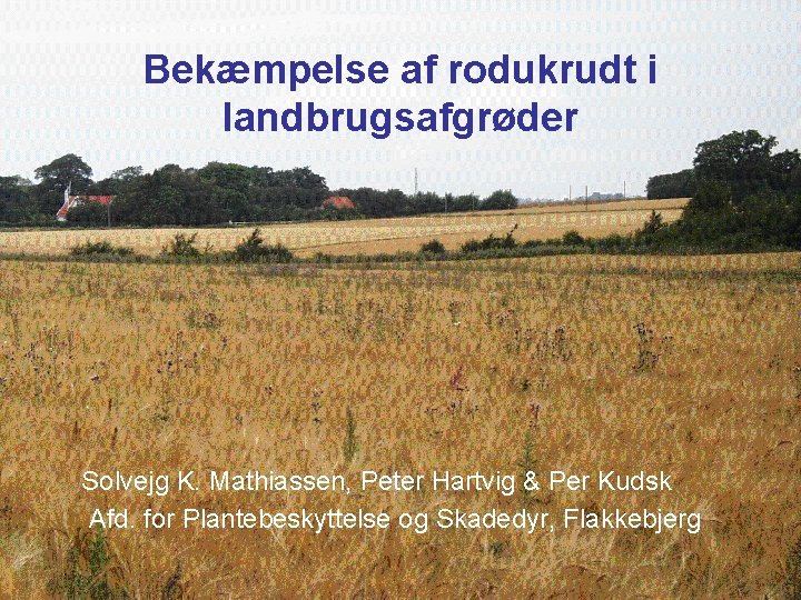 Bekæmpelse af rodukrudt i landbrugsafgrøder Solvejg K. Mathiassen, Peter Hartvig & Per Kudsk Afd.