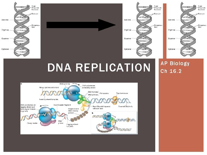 DNA REPLICATION AP Biology Ch 16. 2 