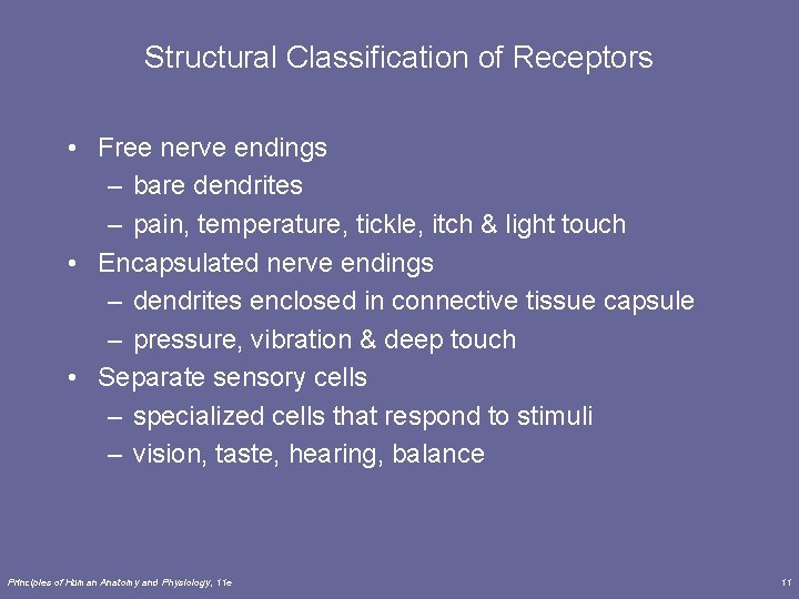Structural Classification of Receptors • Free nerve endings – bare dendrites – pain, temperature,