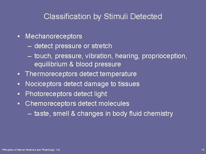 Classification by Stimuli Detected • Mechanoreceptors – detect pressure or stretch – touch, pressure,