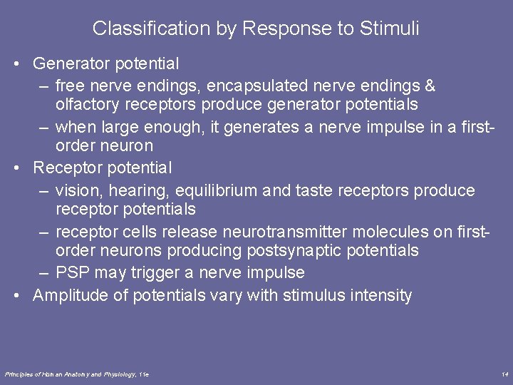 Classification by Response to Stimuli • Generator potential – free nerve endings, encapsulated nerve