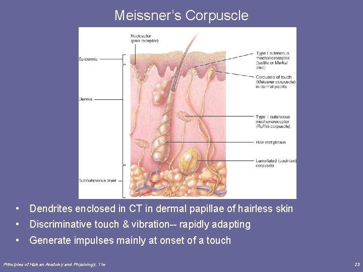 Meissner’s Corpuscle • Dendrites enclosed in CT in dermal papillae of hairless skin •