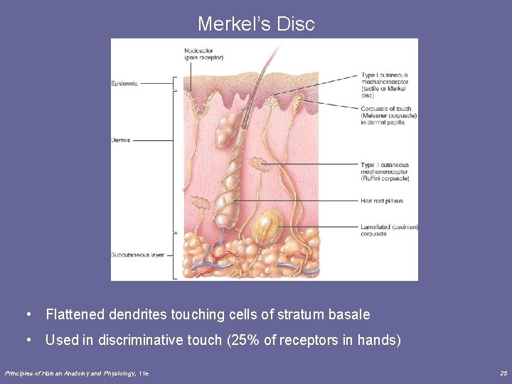 Merkel’s Disc • Flattened dendrites touching cells of stratum basale • Used in discriminative