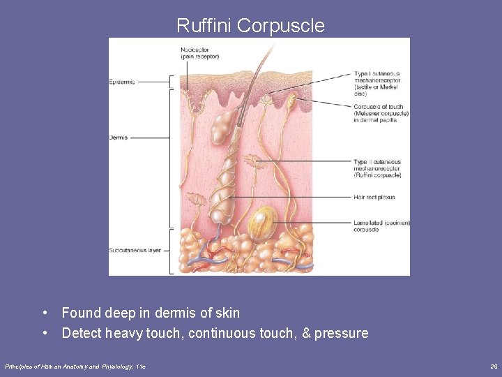 Ruffini Corpuscle • Found deep in dermis of skin • Detect heavy touch, continuous