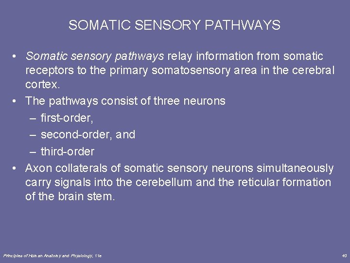 SOMATIC SENSORY PATHWAYS • Somatic sensory pathways relay information from somatic receptors to the