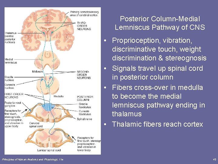 Posterior Column-Medial Lemniscus Pathway of CNS • Proprioception, vibration, discriminative touch, weight discrimination &