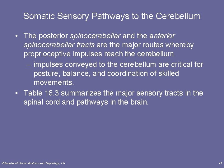 Somatic Sensory Pathways to the Cerebellum • The posterior spinocerebellar and the anterior spinocerebellar