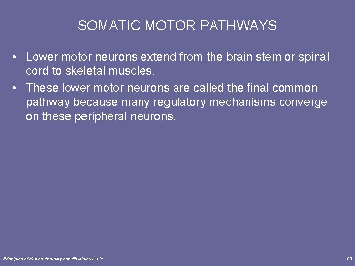 SOMATIC MOTOR PATHWAYS • Lower motor neurons extend from the brain stem or spinal