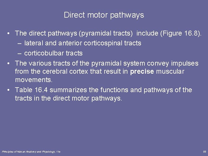 Direct motor pathways • The direct pathways (pyramidal tracts) include (Figure 16. 8). –